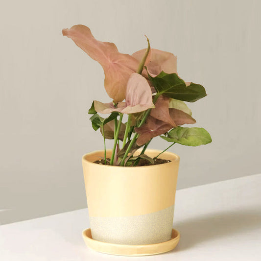 Syngonium Pink Allusion